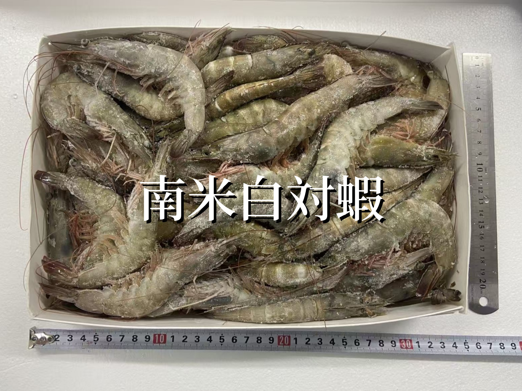 南米白対蝦